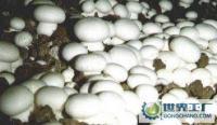 新鲜蘑菇批发兼零售，农副产品的优质选择