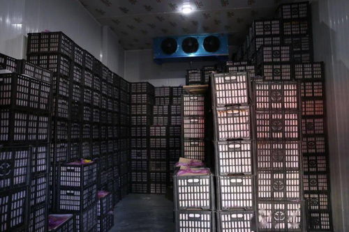 春节期间华南农产品批发市场销售创佳绩，批发兼零售模式显成效